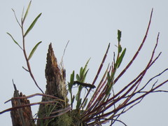Dendrobium moniliforme