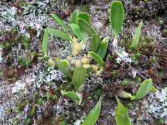Bulbophyllum pectinatum