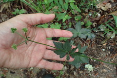 Sanicula smallii