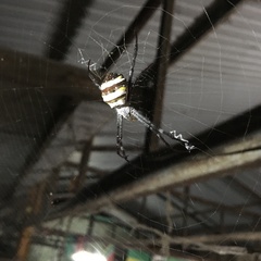 Argiope versicolor