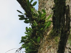 Bulbophyllum pectinatum