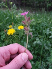 Silene dioica