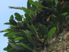 Bulbophyllum pectinatum