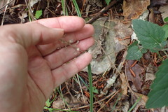 Sanicula smallii