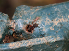 Camponotus rufipes