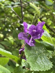 Stachytarpheta cayennensis