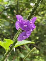 Stachytarpheta cayennensis