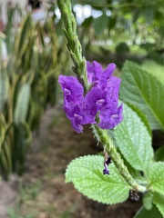 Stachytarpheta cayennensis