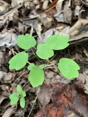 Thalictrum thalictroides