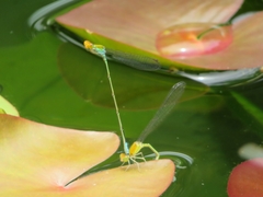 Pseudagrion rubriceps