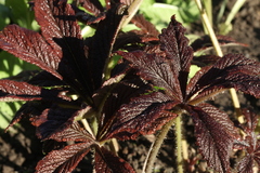 Rodgersia podophylla