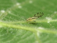 Eucallipterus tiliae