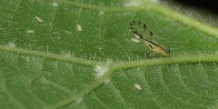 Eucallipterus tiliae