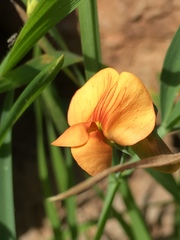Lathyrus hierosolymitanus