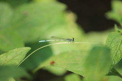 Agriocnemis pieris