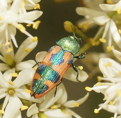 Castiarina hilaris