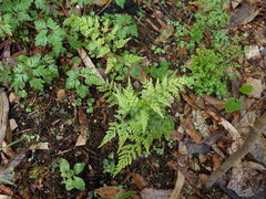 Asplenium onopteris