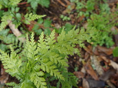 Asplenium onopteris