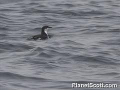 Synthliboramphus scrippsi