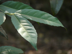 Olea dioica