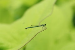 Agriocnemis pieris