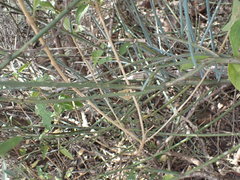 Polygala ephedroides