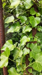 Hedera helix