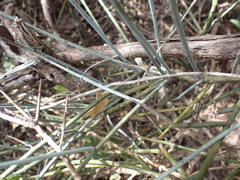 Polygala ephedroides