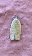 Clepsis consimilana