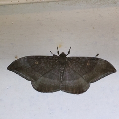 Cyclidia orciferaria