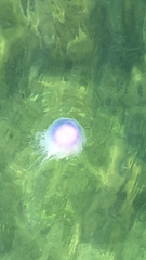 Cyanea lamarckii image