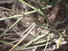 Polygala ephedroides