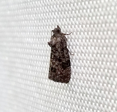 Gymnandrosoma punctidiscanum