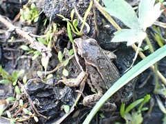 Rana amurensis