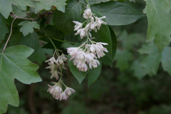 Staphylea