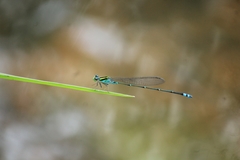 Pseudagrion indicum