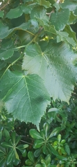 Tilia platyphyllos