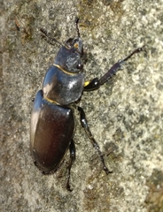 Lucanus cervus