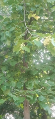 Tilia platyphyllos