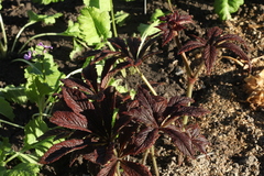 Rodgersia podophylla
