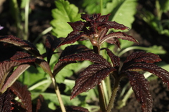 Rodgersia podophylla