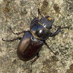 Lucanus cervus