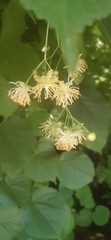 Tilia platyphyllos