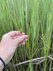 Bolboschoenus robustus