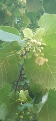 Tilia platyphyllos