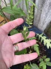 Plectocephalus americanus