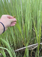 Bolboschoenus robustus