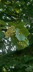 Tilia platyphyllos