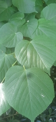 Tilia platyphyllos