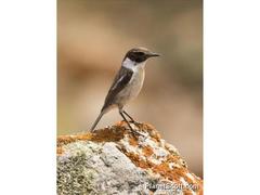 Saxicola dacotiae